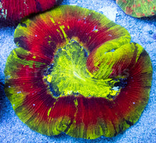 Load image into Gallery viewer, FK Ultra Fluor Red &amp; Yellow Trachyphyllia (Master Color - Rare Pattern) FK1328