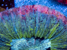 Load image into Gallery viewer, FK Fusion Trachyphyllia (Master Color - Rare Pattern) FK1303