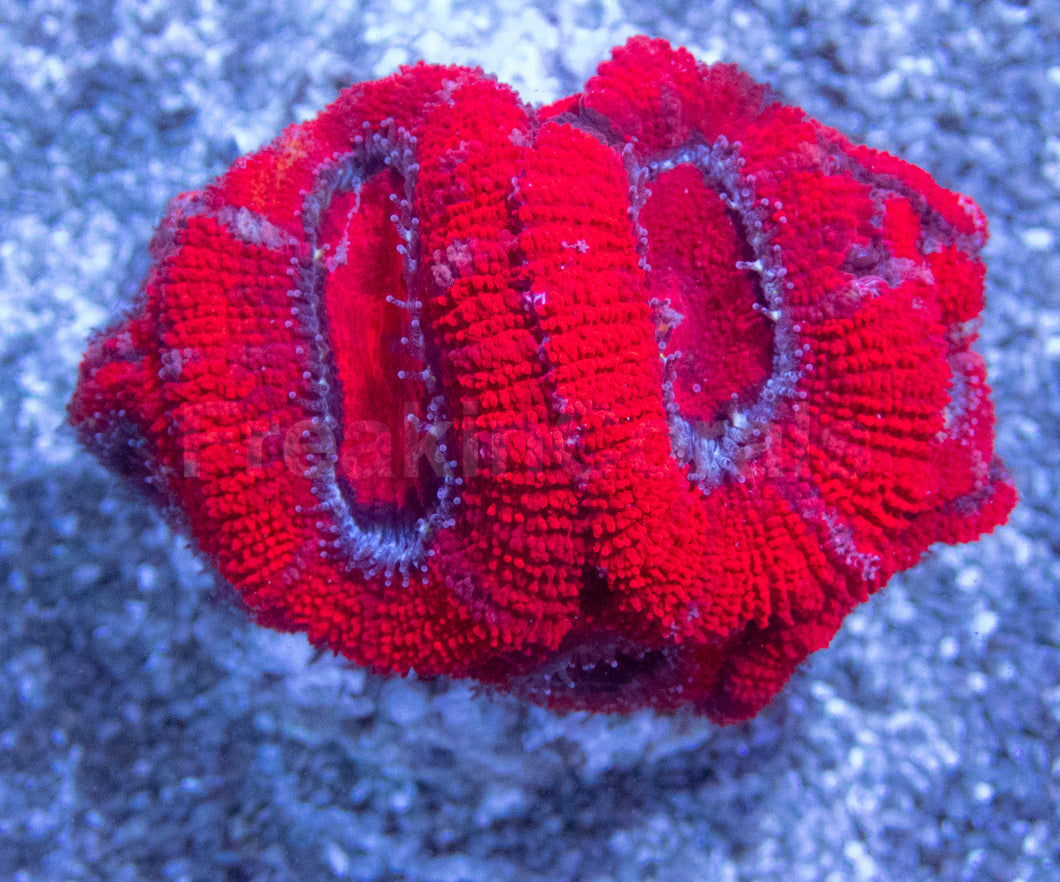 Red Polyp Acan Lord (Acanthastrea lordhowensis)