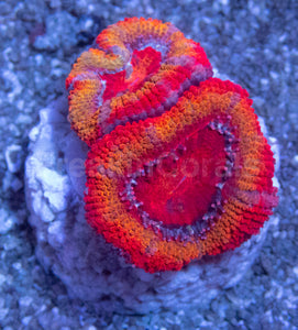 Orange Red Acan Lord (Acanthastrea lordhowensis)