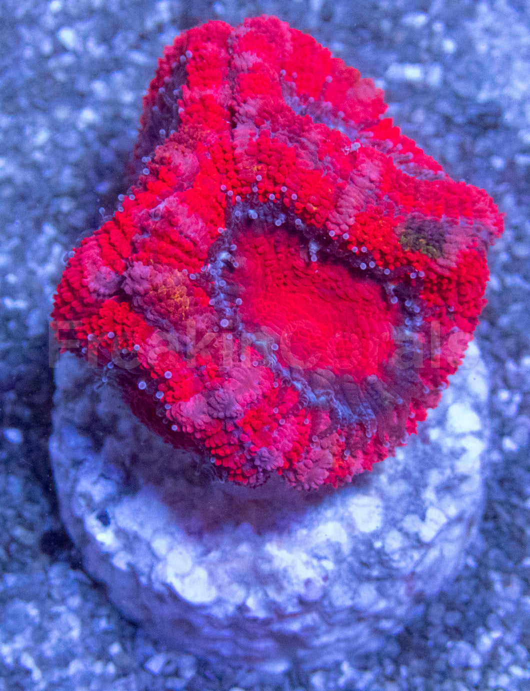 Red Polyp Acan Lord (Acanthastrea lordhowensis)