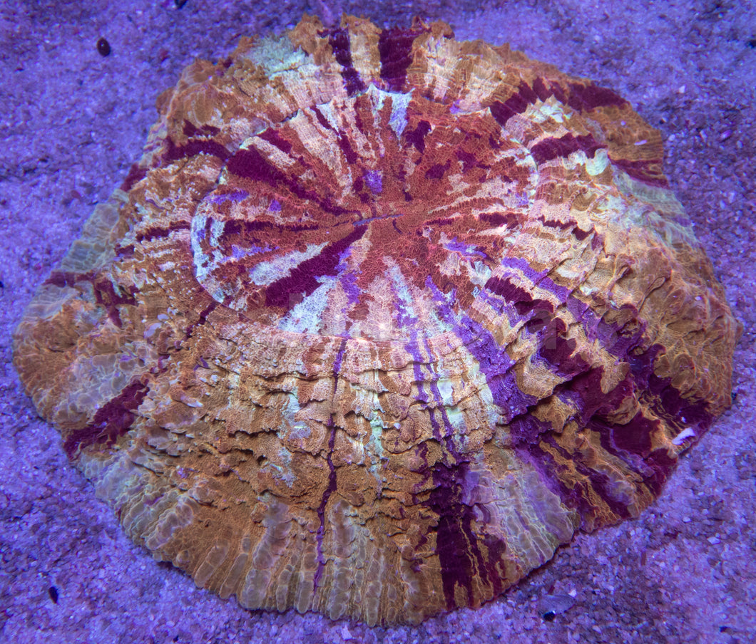 FK Gold Shadows Acantophyllia