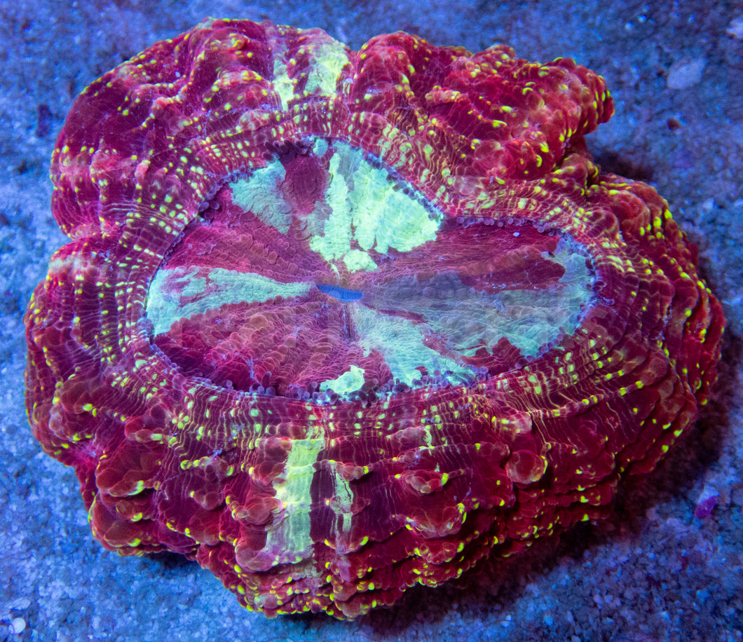 FK Circus Acantophyllia