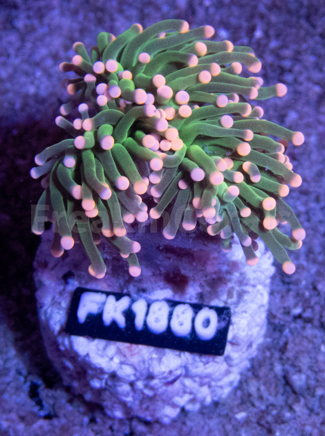 FK Pink Tip Torch Euphyllia