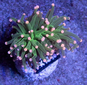 FK Pink Tip Torch Euphyllia