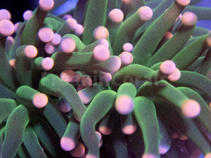 FK Pink Tip Torch Euphyllia