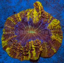 Load image into Gallery viewer, FK Mastergrade Circus Acantophyllia