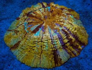 FK Gold Shadows Acantophyllia