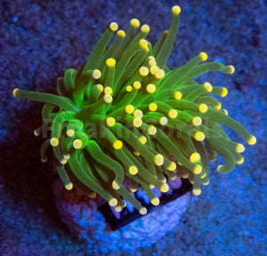 FK Pink Tip Torch Euphyllia