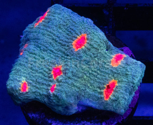 FK Miami Hurricane Chalice (Tidal Gardens Signature Coral) FK837