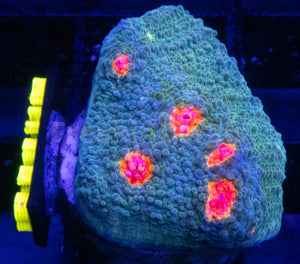 FK Miami Hurricane Chalice (Tidal Gardens Signature Coral) FK963