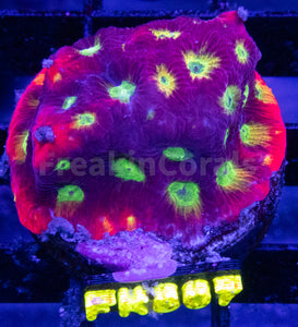 Jason Fox Sector 001 Favites (Signature Coral) FK807