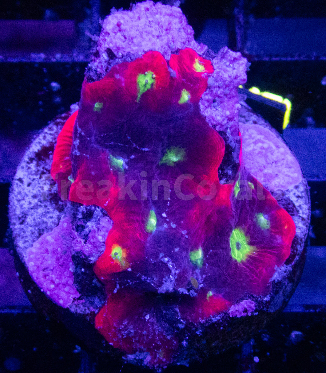 Jason Fox Sector 001 Favites (Signature Coral) FK622