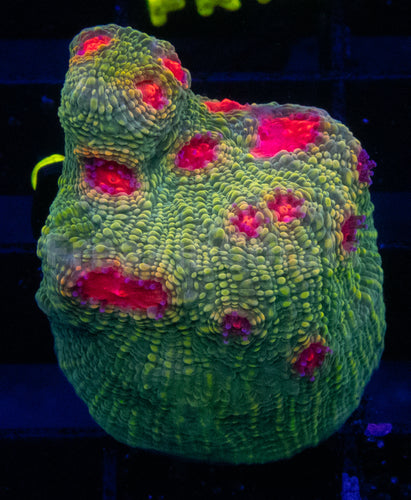 Cornbred's OG Bubble Gum Monster Chalice (Signature Coral)
