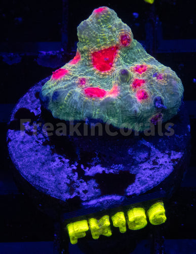 Cornbred's OG Bubble Gum Monster Chalice (Signature Coral)