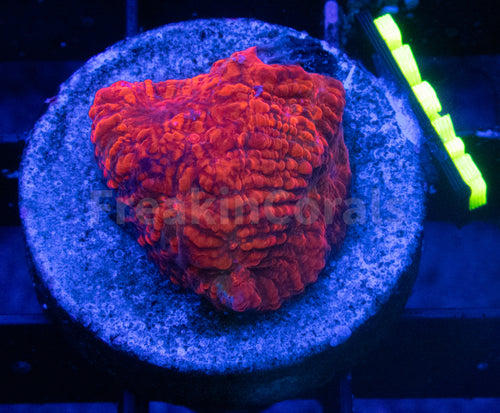 WWC Darth Maul Chalice (Signature Corals)