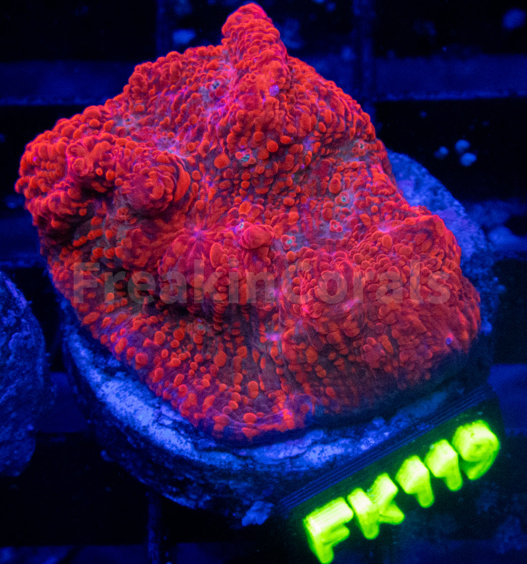 WWC Darth Maul Chalice (Signature Corals)