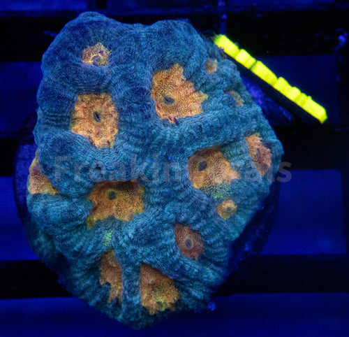 FK Mia’s Pot of Gold Favia (Signature Coral)