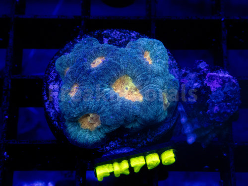 FK Mia’s Pot of Gold Favia (Signature Coral)