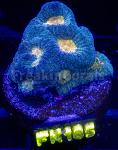 FK Mia’s Pot of Gold Favia (Signature Coral) FK185