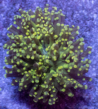 Load image into Gallery viewer, Euphyllia yamamensis “Golden Bloom” - freakincorals.com