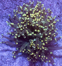 Load image into Gallery viewer, Euphyllia yamamensis “Golden Bloom” - freakincorals.com