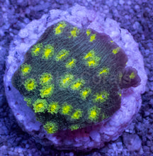 Load image into Gallery viewer, Turbinaria sp. “Emerald Reef Cup” - freakincorals.com