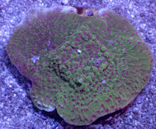 Load image into Gallery viewer, Montipora sp. “Chilli Pepper” - freakincorals.com