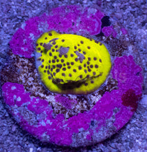 Load image into Gallery viewer, Montipora sp. “Black Yellow Snake” – First Release - freakincorals.com