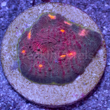Carregar imagem no visualizador da galeria, Echinophyllia sp. “Watermelon Signature” – USA Lineage - freakincorals.com
