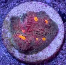 Carregar imagem no visualizador da galeria, Echinophyllia sp. “Watermelon Signature” – USA Lineage - freakincorals.com
