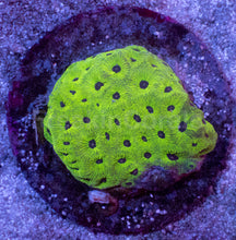 Load image into Gallery viewer, Favia sp. “Snake Dragon” - freakincorals.com