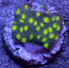Load image into Gallery viewer, Turbinaria sp. “Emerald Reef Cup” - freakincorals.com