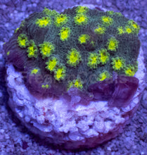 Load image into Gallery viewer, Turbinaria sp. “Emerald Reef Cup” - freakincorals.com