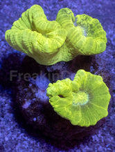 Carregar imagem no visualizador da galeria, Caulastrea sp. “Toxic Trumpet” - freakincorals.com