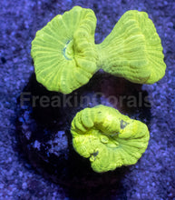 Carregar imagem no visualizador da galeria, Caulastrea sp. “Toxic Trumpet” - freakincorals.com
