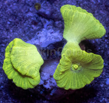 Carregar imagem no visualizador da galeria, Caulastrea sp. “Toxic Trumpet” - freakincorals.com