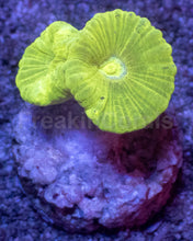 Carregar imagem no visualizador da galeria, Caulastrea sp. “Toxic Trumpet” - freakincorals.com