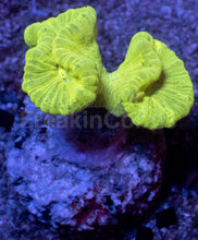Carregar imagem no visualizador da galeria, Caulastrea sp. “Toxic Trumpet” - freakincorals.com