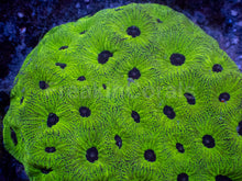 Load image into Gallery viewer, Favia sp. “Snake Dragon” - freakincorals.com