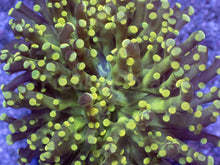 Load image into Gallery viewer, Euphyllia yamamensis “Golden Bloom” - freakincorals.com