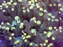 Load image into Gallery viewer, Euphyllia yamamensis “Golden Bloom” - freakincorals.com