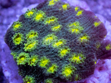 Load image into Gallery viewer, Turbinaria sp. “Emerald Reef Cup” - freakincorals.com