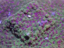 Load image into Gallery viewer, Montipora sp. “Chilli Pepper” - freakincorals.com
