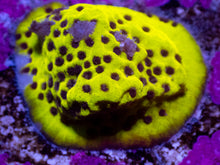 Load image into Gallery viewer, Montipora sp. “Black Yellow Snake” – First Release - freakincorals.com