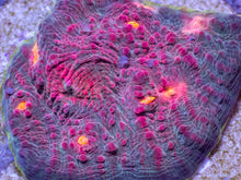 Carregar imagem no visualizador da galeria, Echinophyllia sp. “Watermelon Signature” – USA Lineage - freakincorals.com