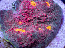 Carregar imagem no visualizador da galeria, Echinophyllia sp. “Watermelon Signature” – USA Lineage - freakincorals.com