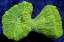 Carregar imagem no visualizador da galeria, Caulastrea sp. “Toxic Trumpet” - freakincorals.com