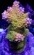 Load image into Gallery viewer, Acropora cerealis “Emerald Crown” - Cut-to-Order - freakincorals.com