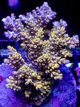 Load image into Gallery viewer, Acropora sp. “Pikachu Lightning” - Cut-to-Order - freakincorals.com